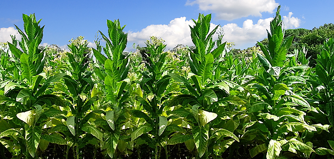 Selezioniamo i migliori raccolti di tabacco italiano, perché ogni seme ha la sua origine.